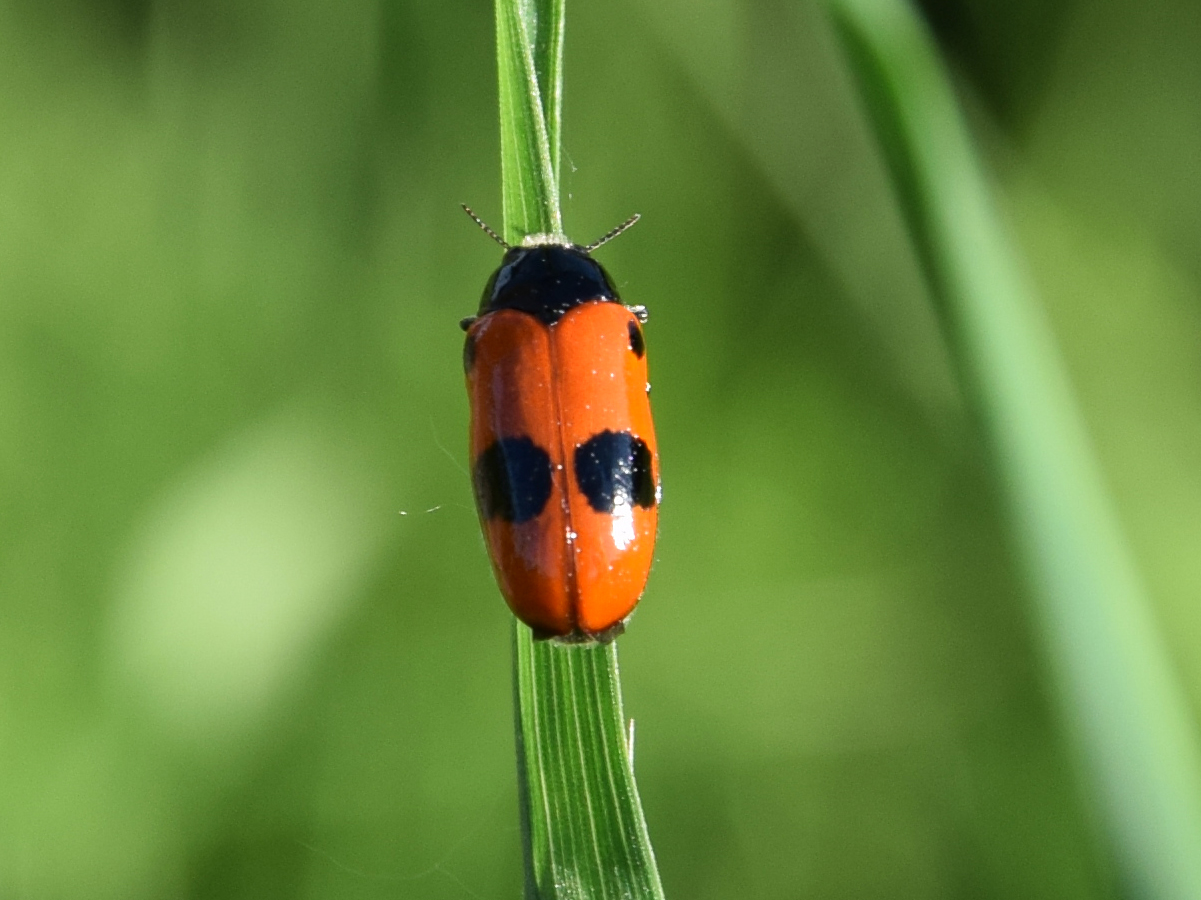 Marienkäfers Doppelgänger