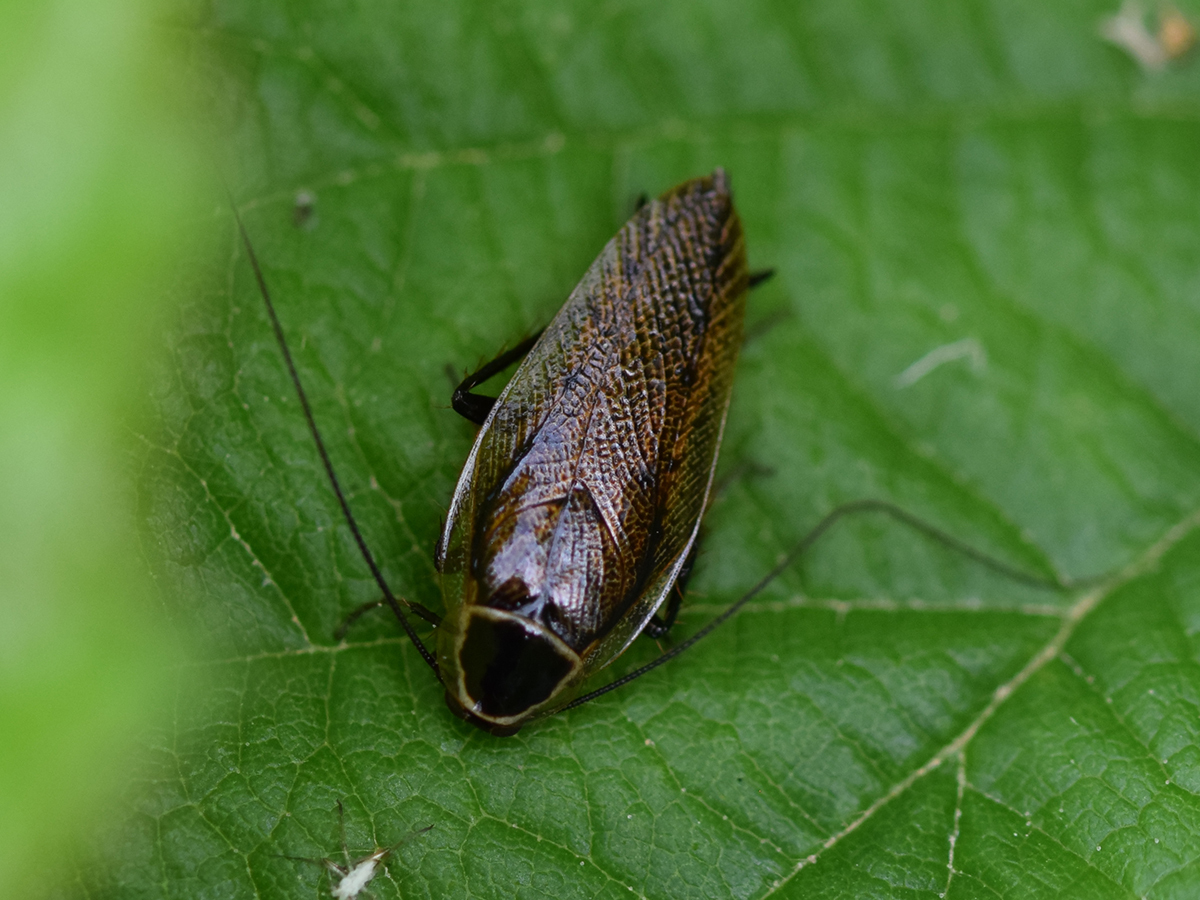 Faszination für das Tier, Abneigung für den Namen