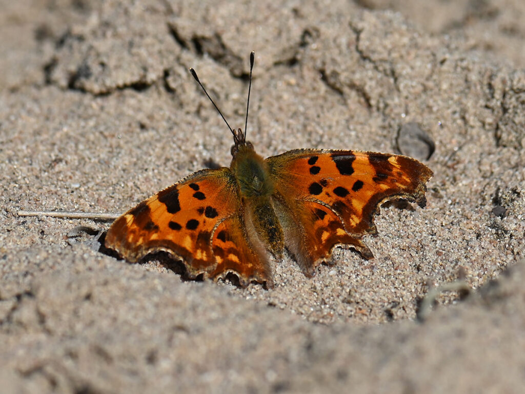 C-Falter (Polygonia c-album) in der Viernheimer Heide, Naturschutzgebiet Glockenbuckel, am 2. März 2025