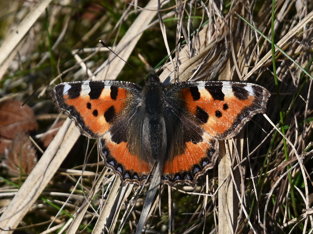 Markanter und eigentlich sehr häufiger Frühlingsbote