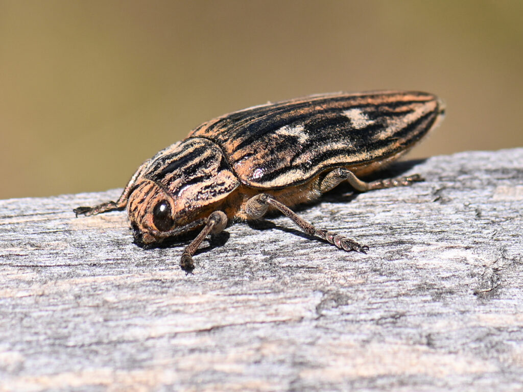 Marienprachtkäfer (Chalcophora mariana), Sandhäuser Düne Pferdstrieb, 22. August 2022